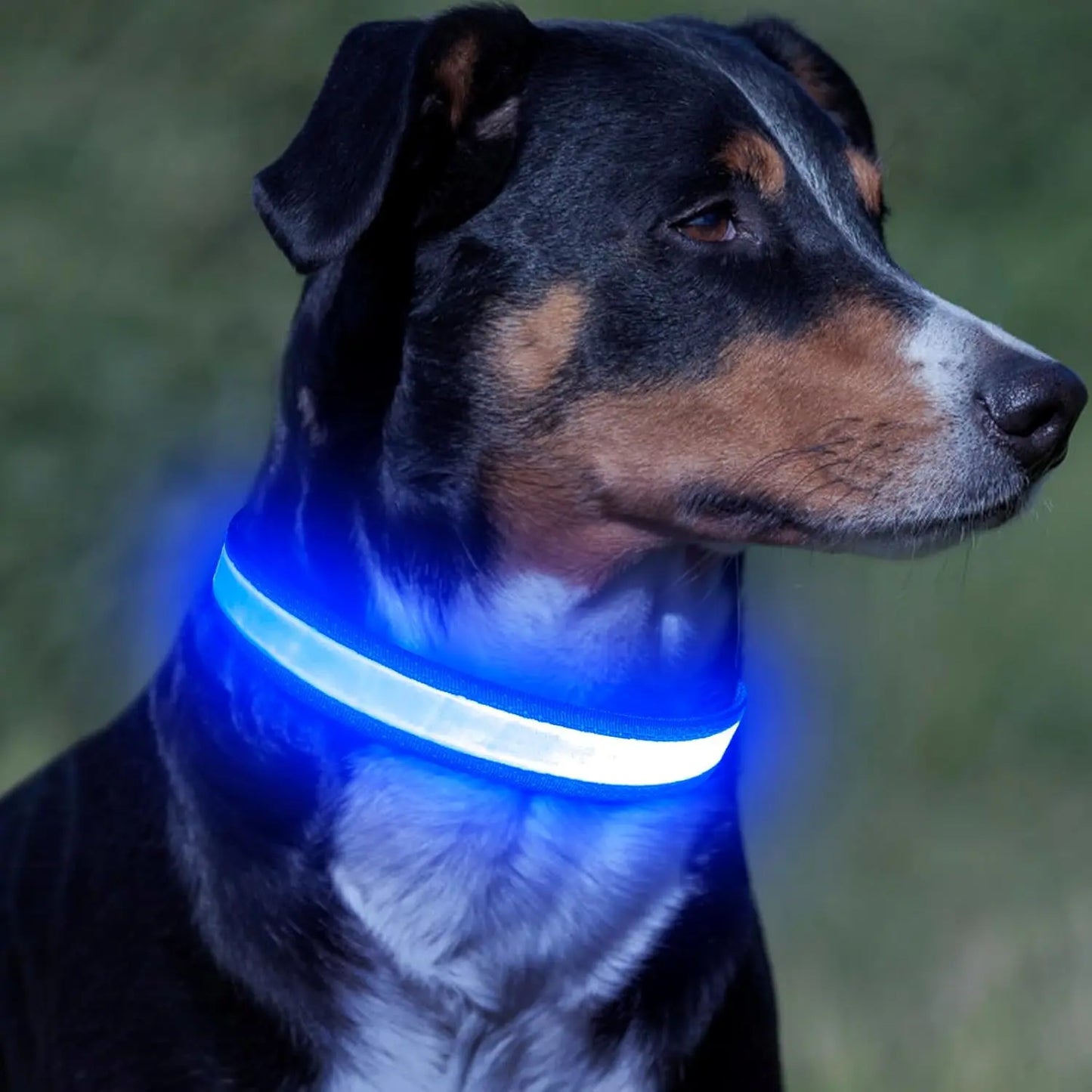 High-Visibility LED Light-Up Dog Collar for Camping & Nighttime Walks, USB Rechargeable, Adjustable, Comfortable & Durable Material Soft Mesh Safety Collar, 5 Sizes (XS-XL) for Small/Medium/Large Dogs, Collars, High-Visibility Led Lights