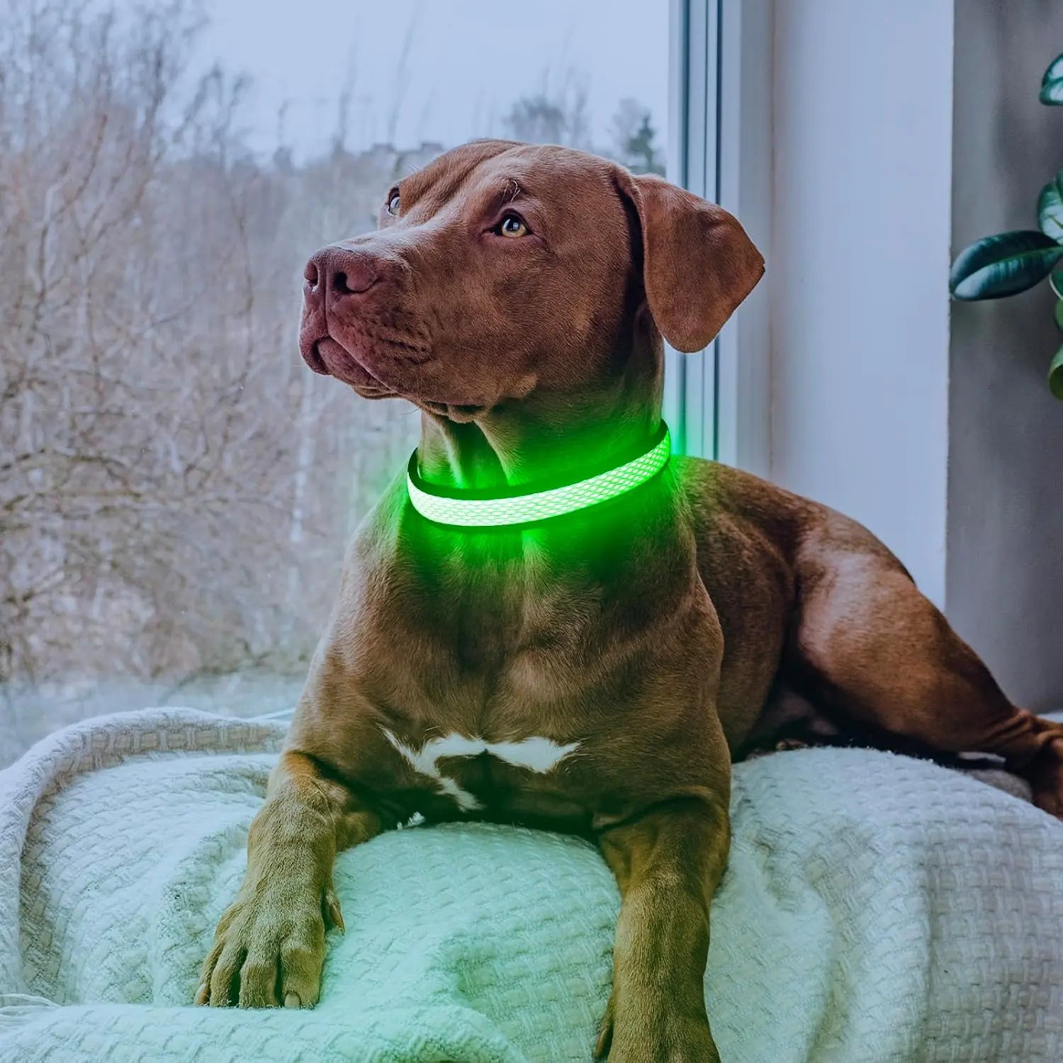 High-Visibility LED Light-Up Dog Collar for Camping & Nighttime Walks, USB Rechargeable, Adjustable, Comfortable & Durable Material Soft Mesh Safety Collar, 5 Sizes (XS-XL) for Small/Medium/Large Dogs, Collars, High-Visibility Led Lights